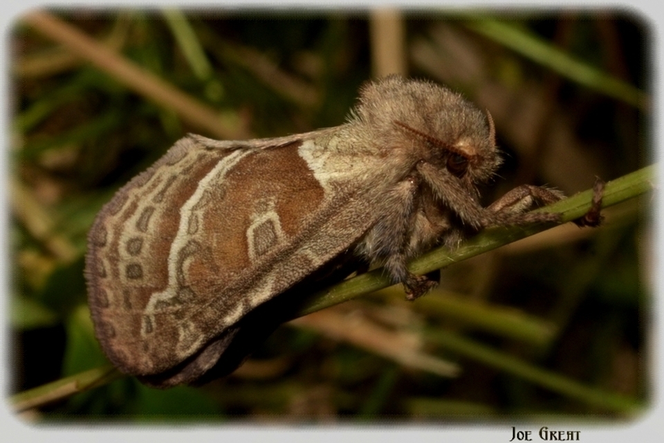 Triodia sylvina - kis gyökérrágólepke