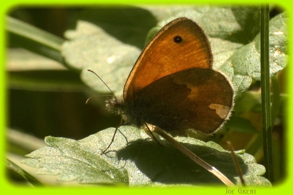 Coenonympha pamphilus - kis szénalepke