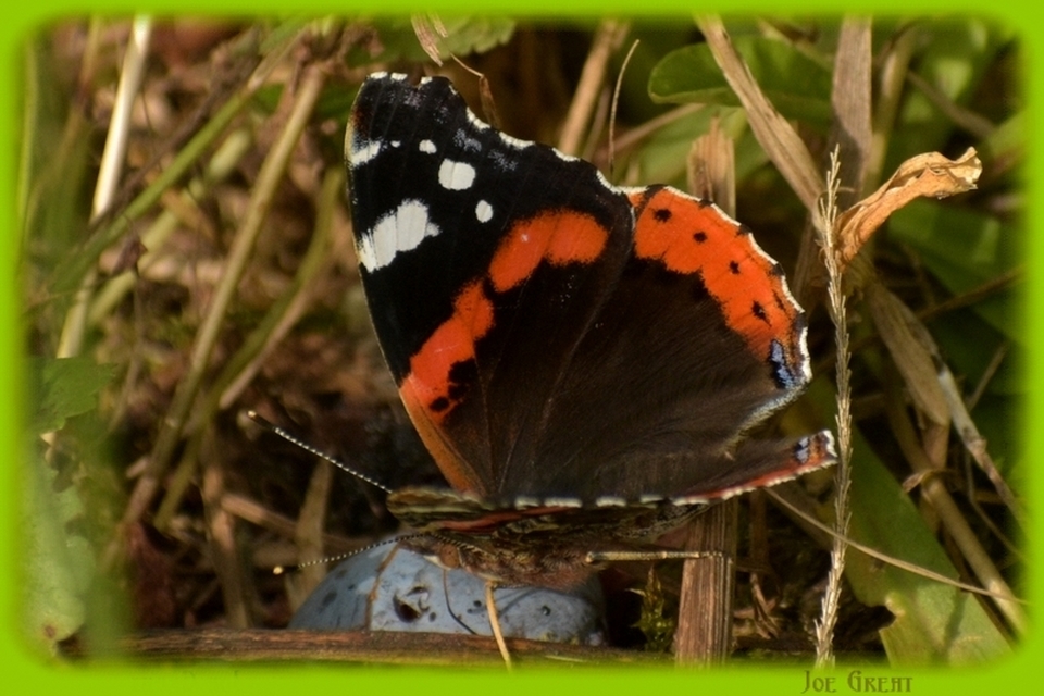Vanessa atalanta - atalantalepke