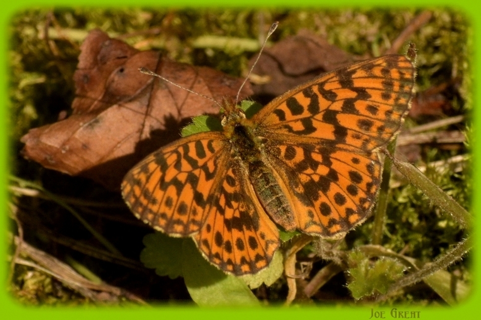 Boloria dia - kis gyöngyházlepke