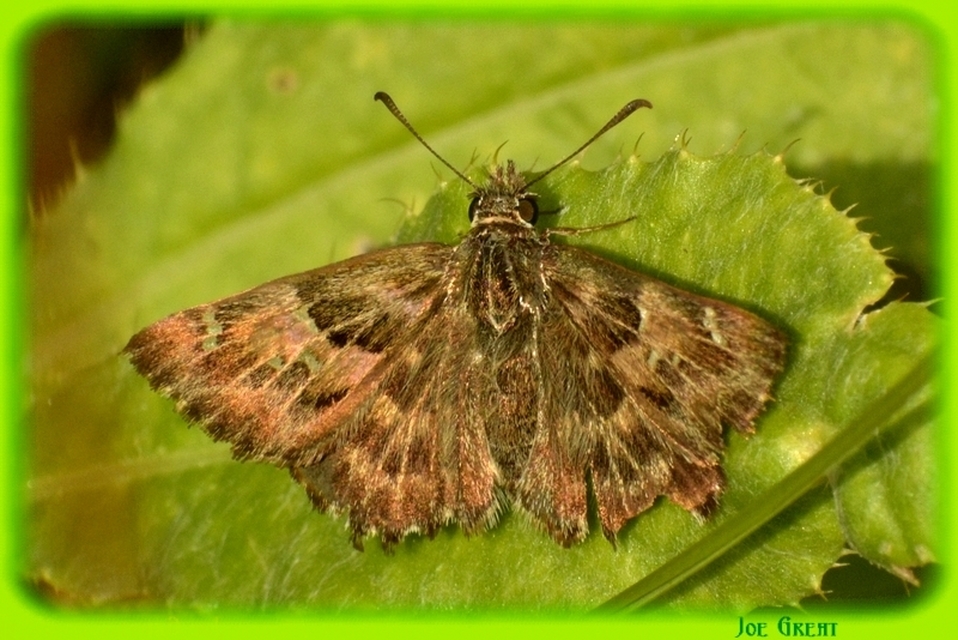 Carcharodus alceae - mályva-busalepke