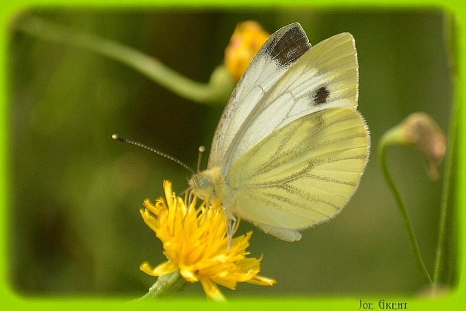 Pieris napi - repcelepke