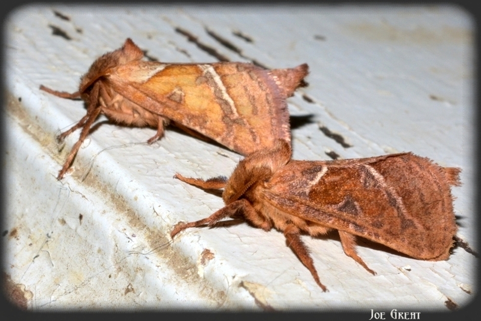 Triodia sylvina - kis gyökérrágólepke
