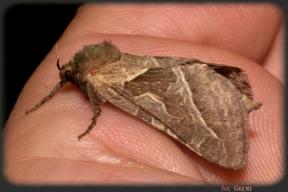 Triodia sylvina - kis gyökérrágólepke
