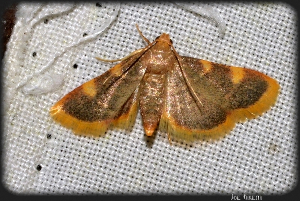 Hypsopygia costalis - szénailonca