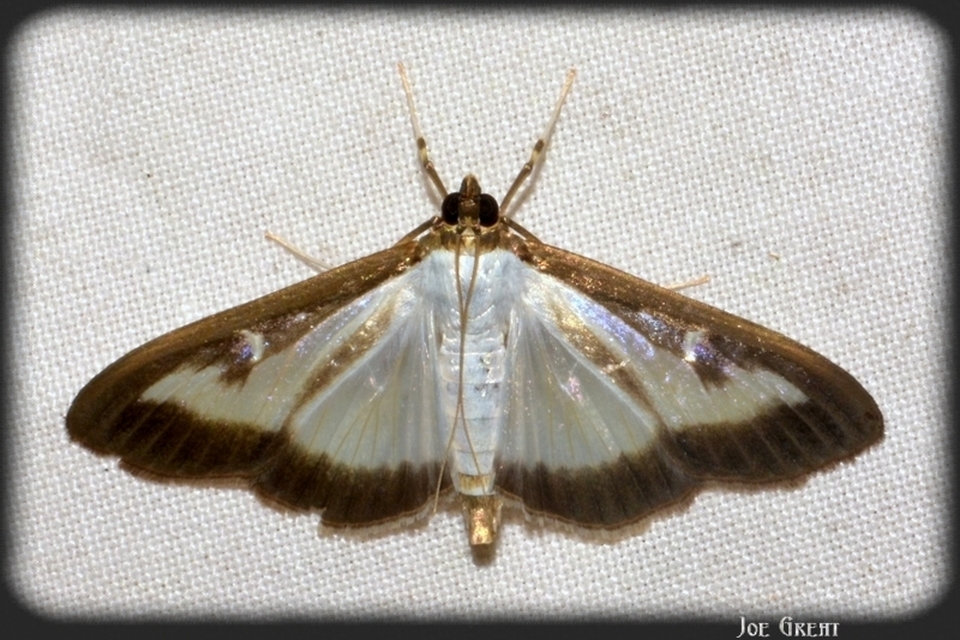 Cydalima perspectalis - puszpáng-tűzmoly
