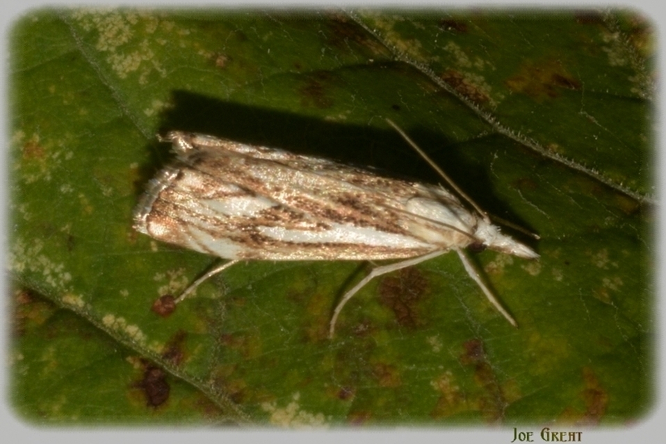 Catoptria falsella - hálós fűgyökérmoly