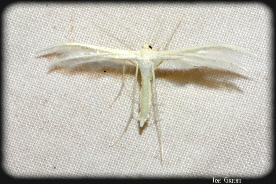 Pterophoridae - tollasmolyfélék