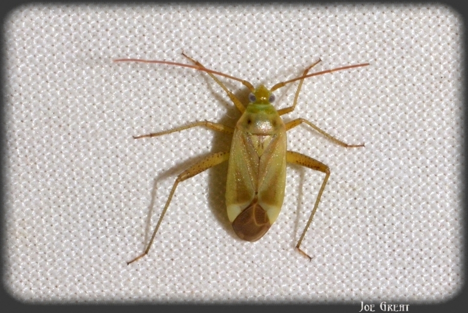 Adelphocoris lineolatus - lucernapoloska