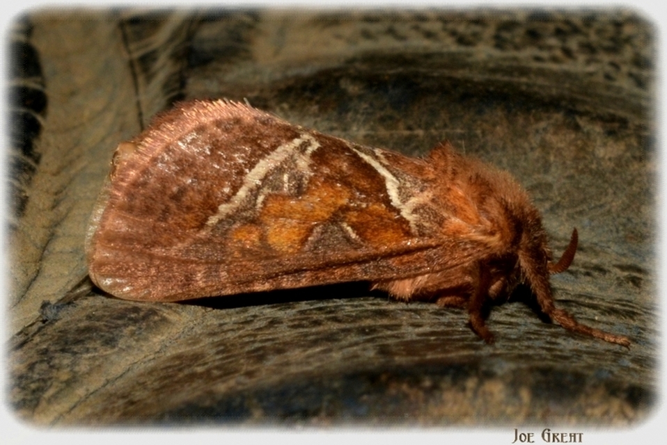 Triodia sylvina - kis gyökérrágólepke