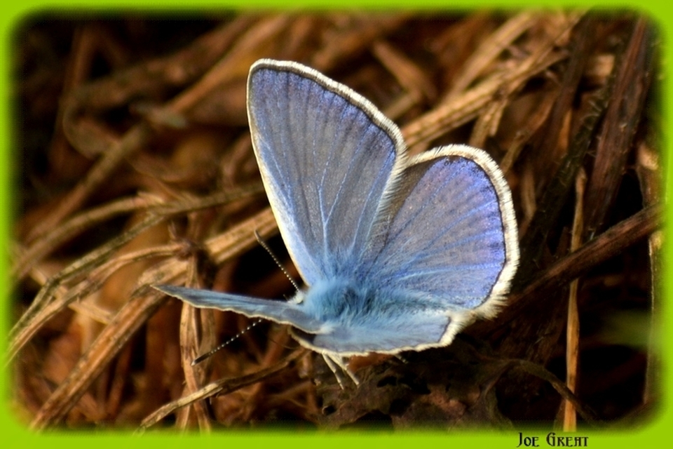 Polyommatus icarus - közönséges boglárka
