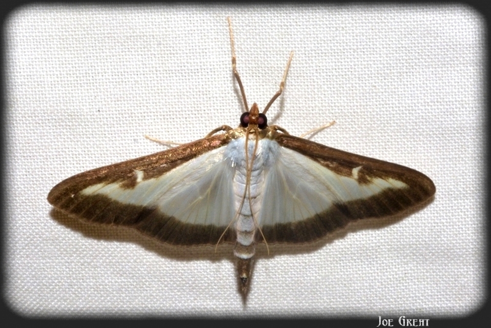 Cydalima perspectalis - puszpáng-tűzmoly