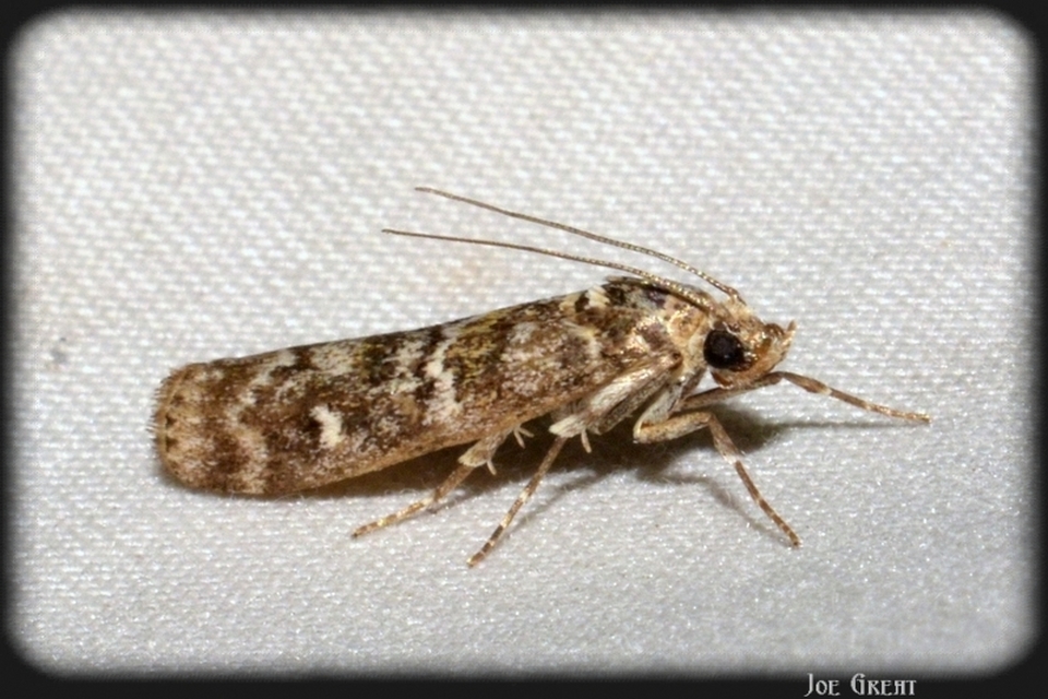 Dioryctria