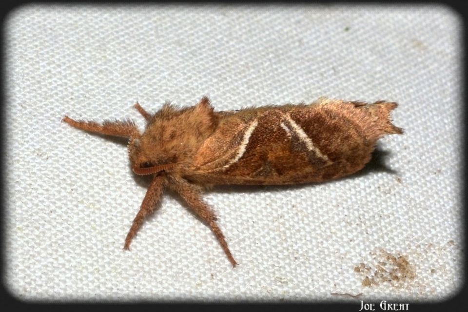 Triodia sylvina - kis gyökérrágólepke
