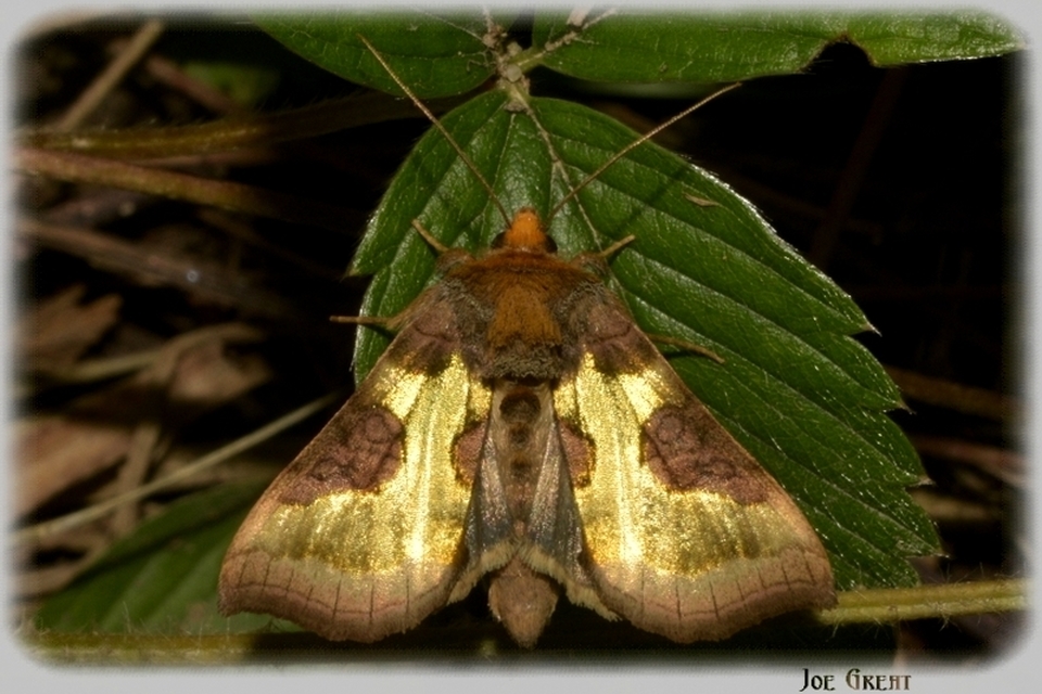Diachrysia stenochrysis - rejtőző aranybagoly