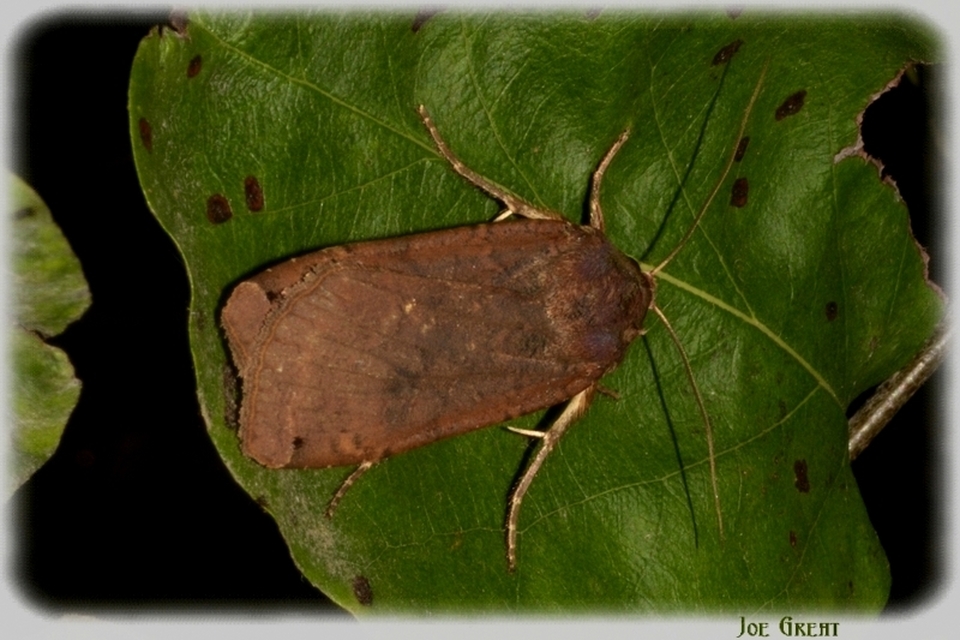 Noctua pronuba - nagy sárgafűbagoly
