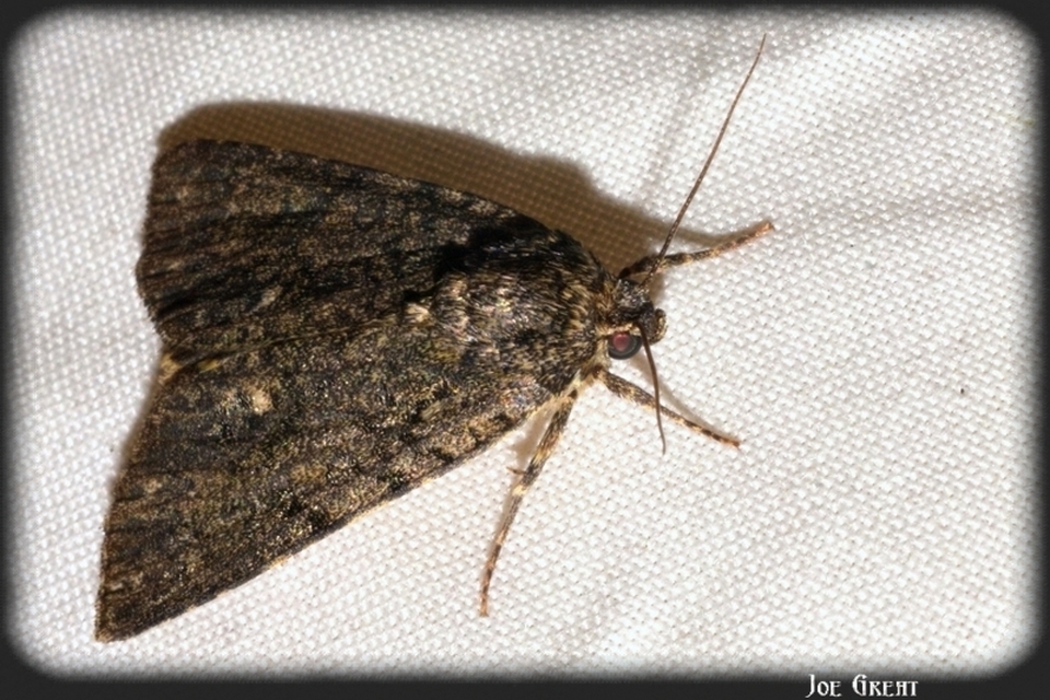 Acronicta rumicis - sóska-szigonyosbagoly