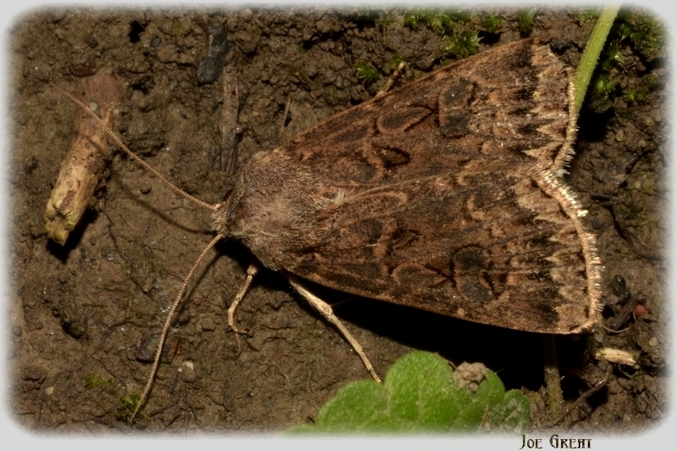 Agrotis bigramma - kétjegyű földibagoly