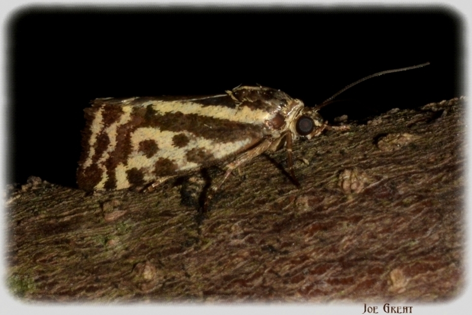 Emmelia trabealis - zebrabagoly