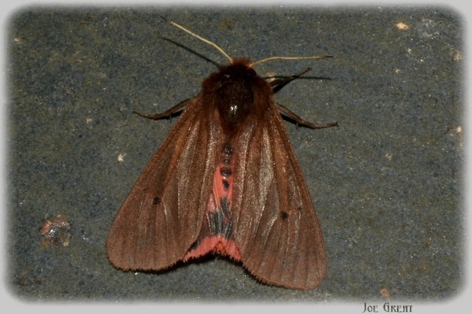 Phragmatobia fuliginosa - füstös medvelepke