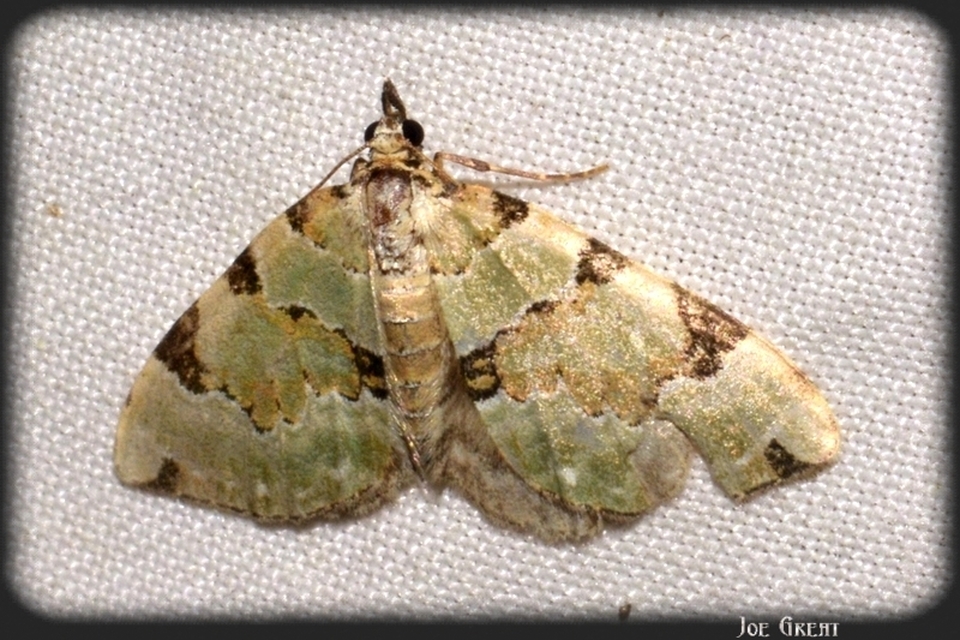 Colostygia pectinataria - zöld levélaraszoló