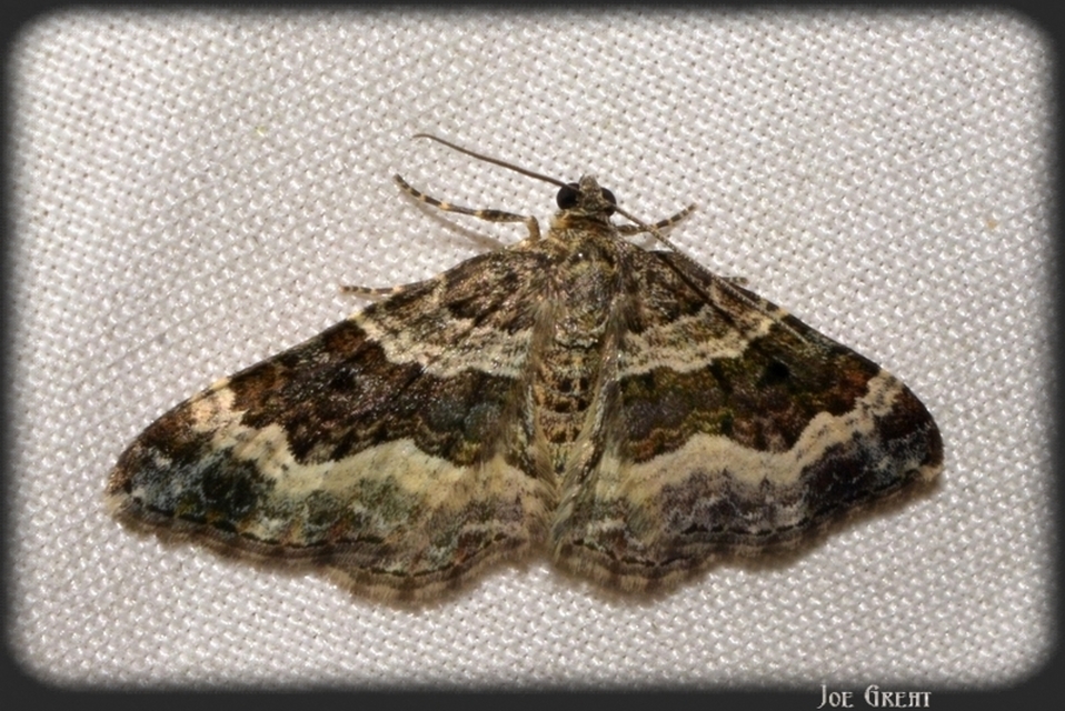 Epirrhoe alternata - galaj-tarkaaraszoló