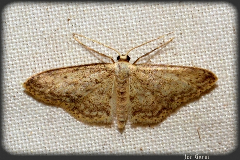 Idaea seriata - szürke apróaraszoló