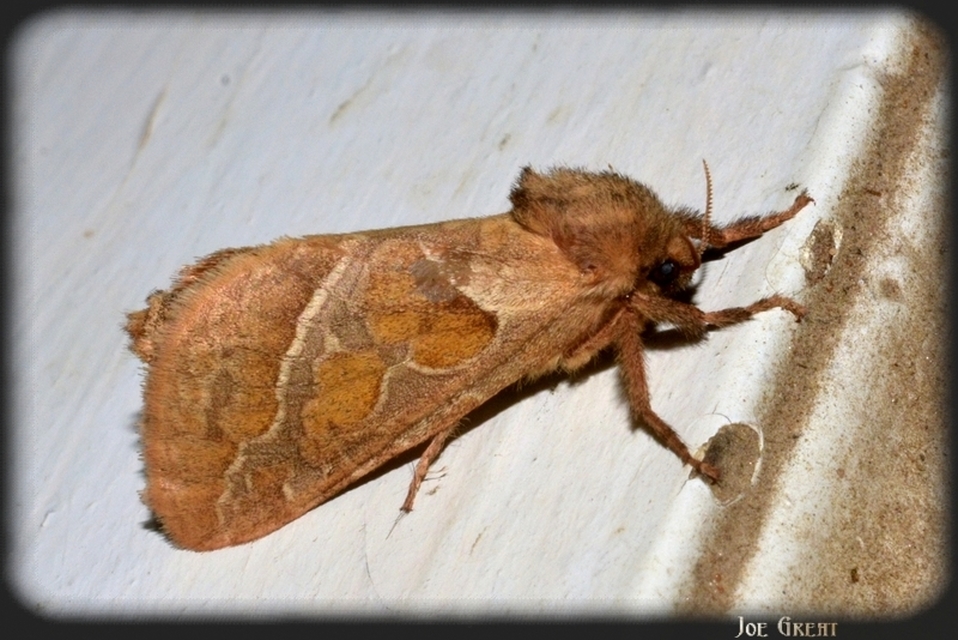 Triodia sylvina - kis gyökérrágólepke