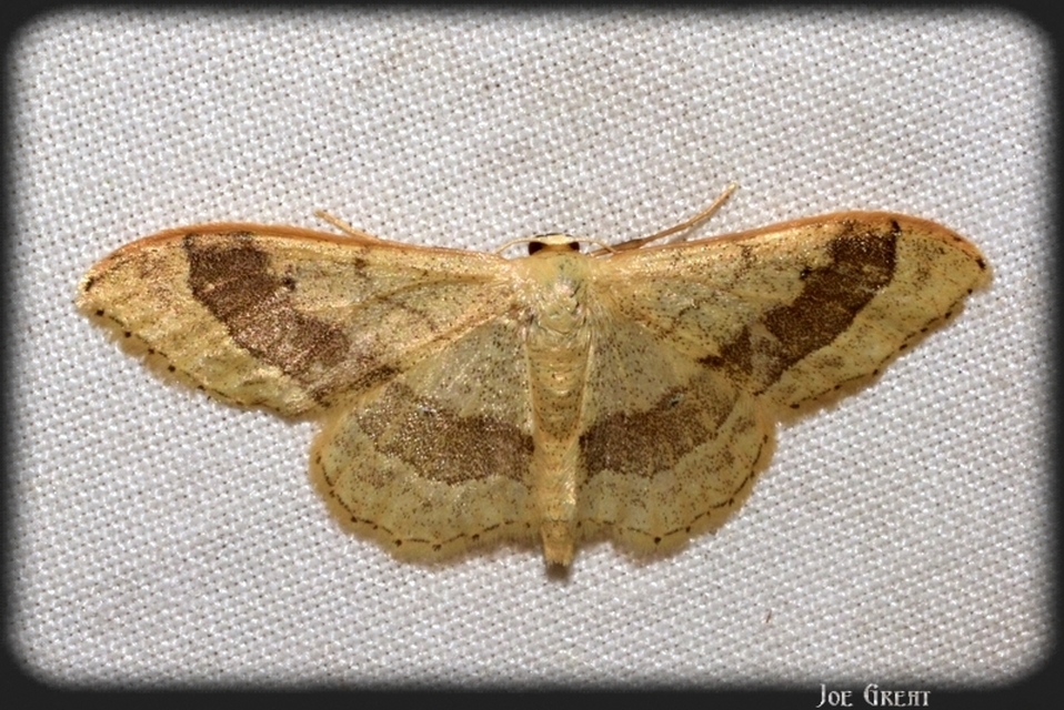 Idaea aversata - nagy sávosaraszoló