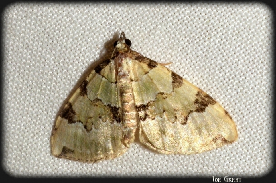 Colostygia pectinataria - zöld levélaraszoló