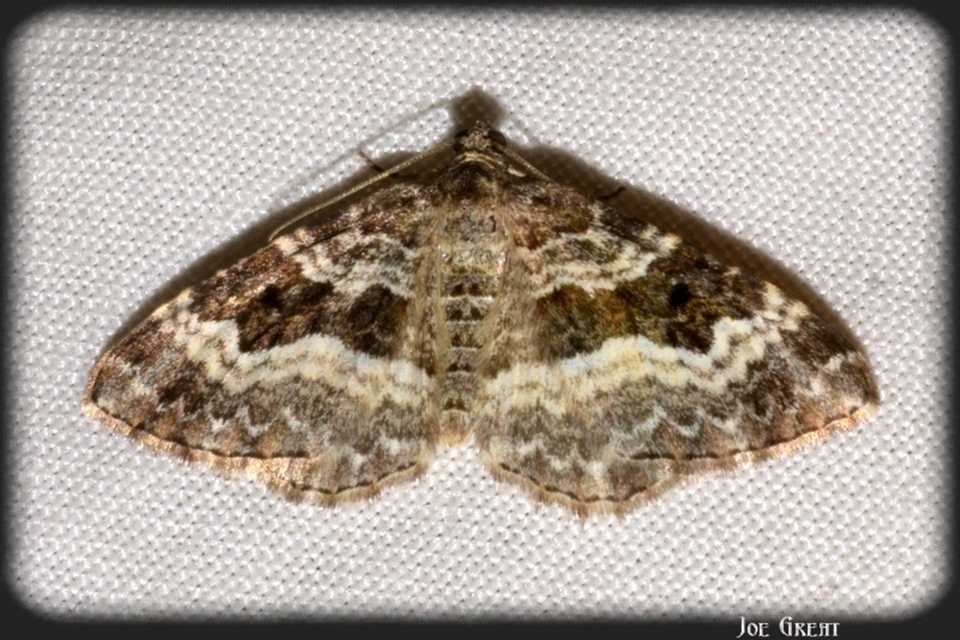Epirrhoe alternata - galaj-tarkaaraszoló