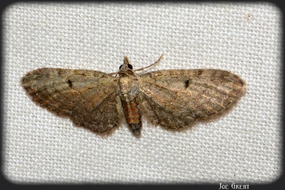 Eupithecia tenuiata - sötétszegélyű törpearaszoló