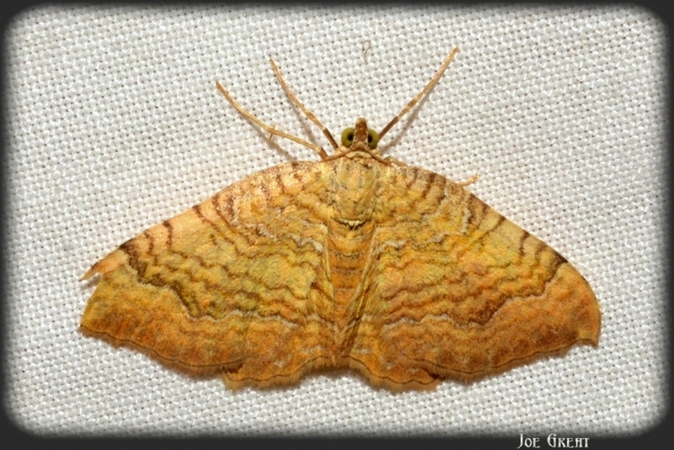 Camptogramma bilineata - kétvonalas sávosaraszoló