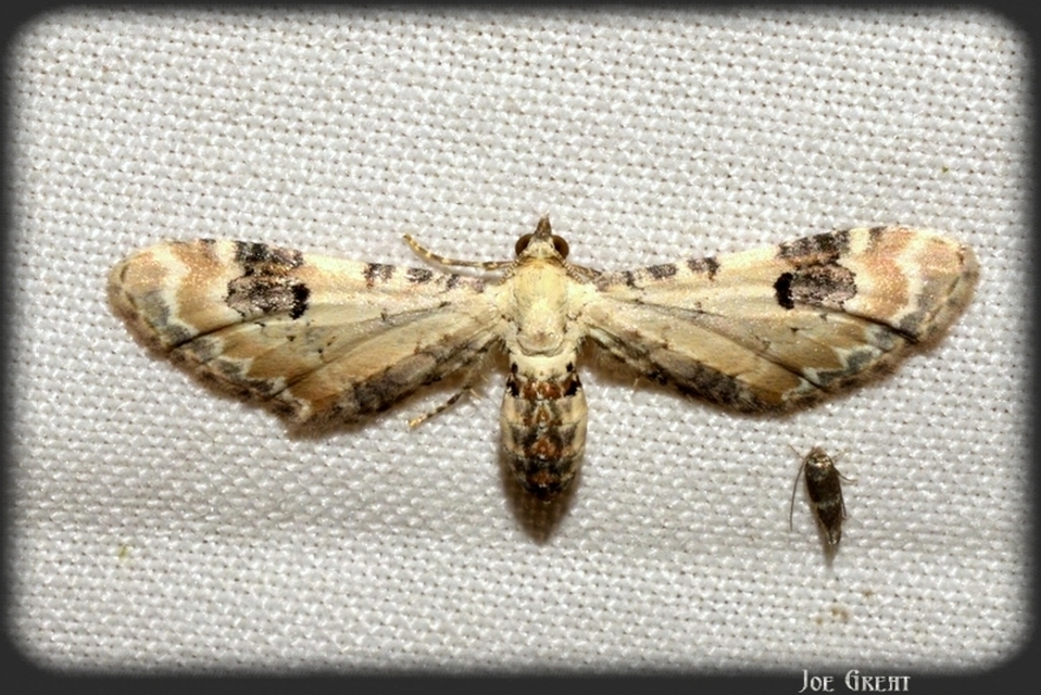 Eupithecia centaureata - búzavirág-törpearaszoló