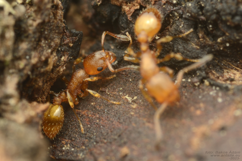 Temnothorax unifasciatus - gyűrűs kéreghangya