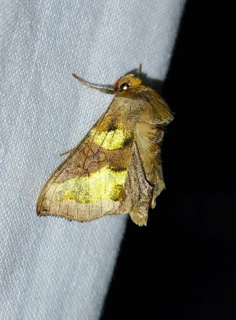 Diachrysia chrysitis - aranybagoly