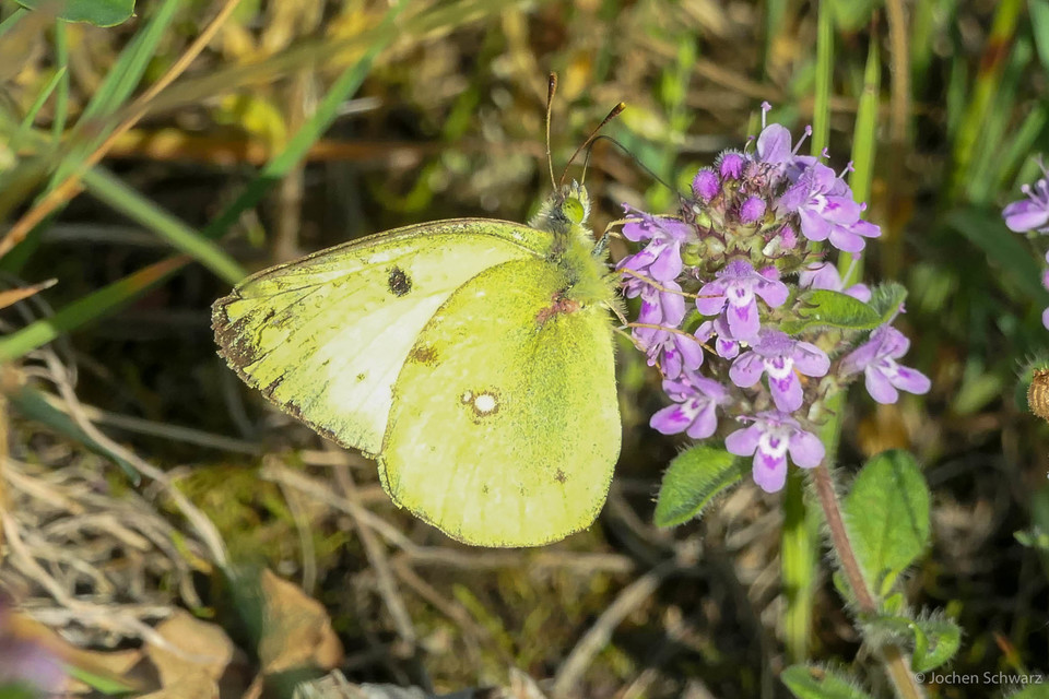 Colias alfacariensis - déli kéneslepke
