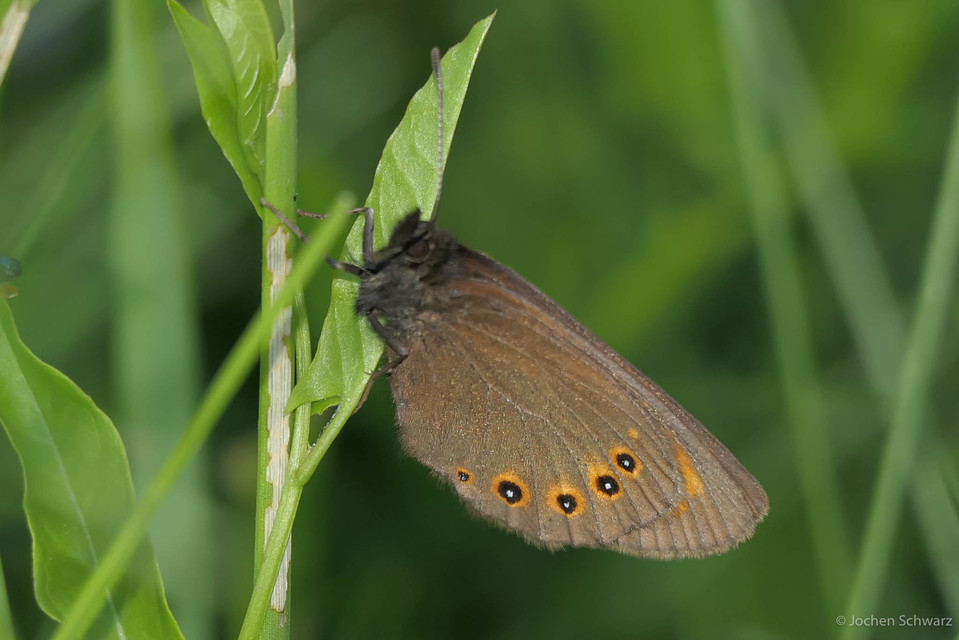 Erebia medusa - tavaszi szerecsenlepke