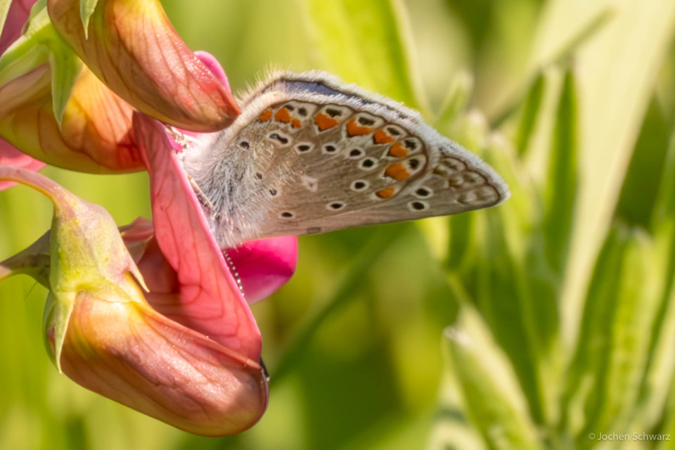 Polyommatus thersites - ibolyaszín boglárka
