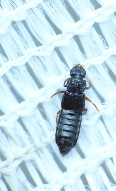 Anotylus rugosus - rovátkáshátú korhóholyva Anotylus rugosus - rovátkáshátú korhóholyva