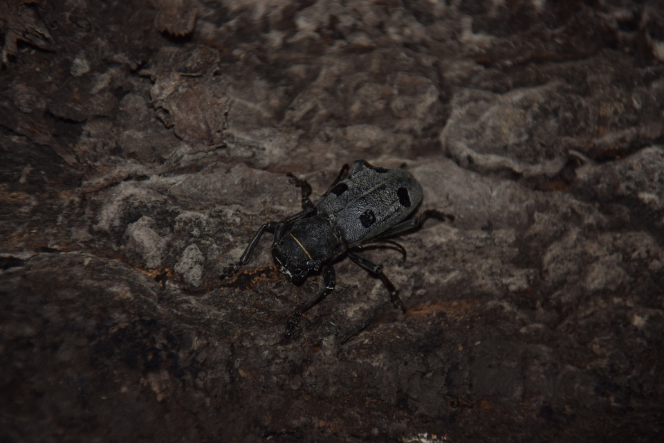 Morimus asper funereus - gyászcincér