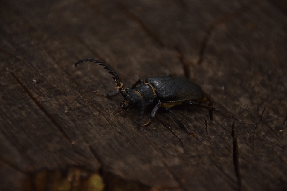 Prionus coriarius - csőszcincér