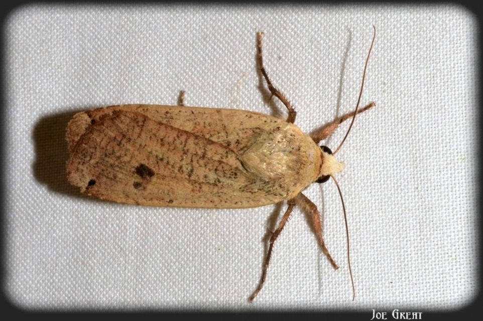 Noctua pronuba - nagy sárgafűbagoly