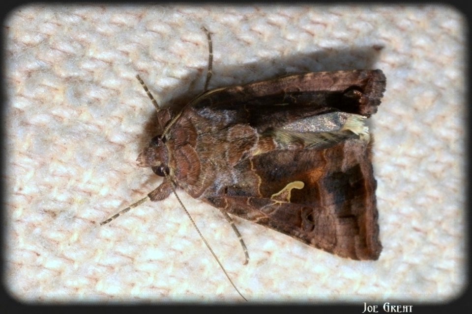 Autographa gamma - gammalepke