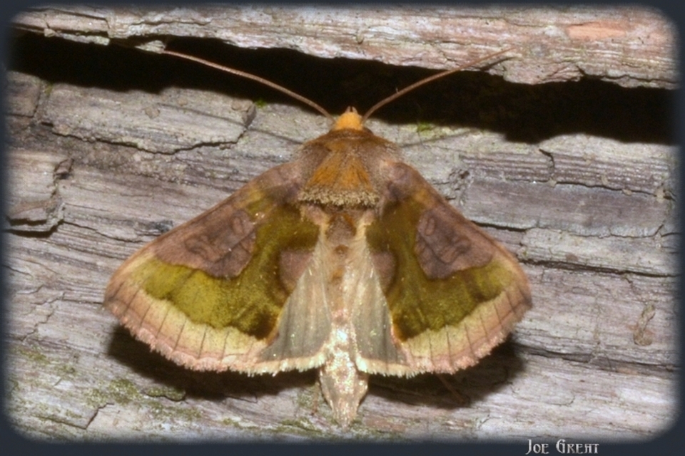 Diachrysia chrysitis - aranybagoly