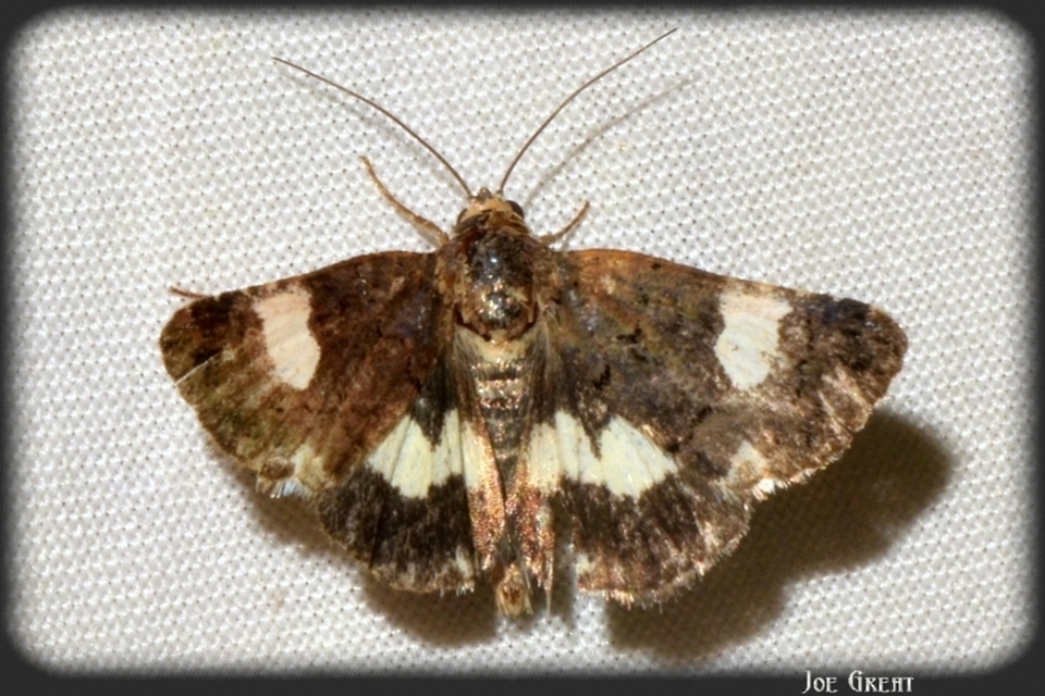 Tyta luctuosa - fekete nappalibagoly