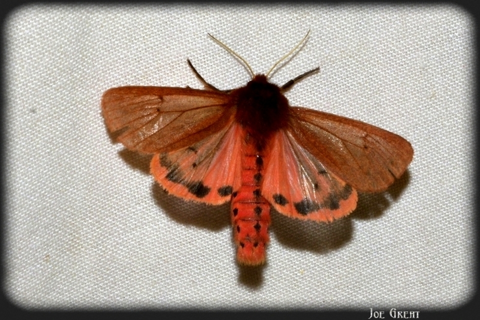 Phragmatobia fuliginosa - füstös medvelepke