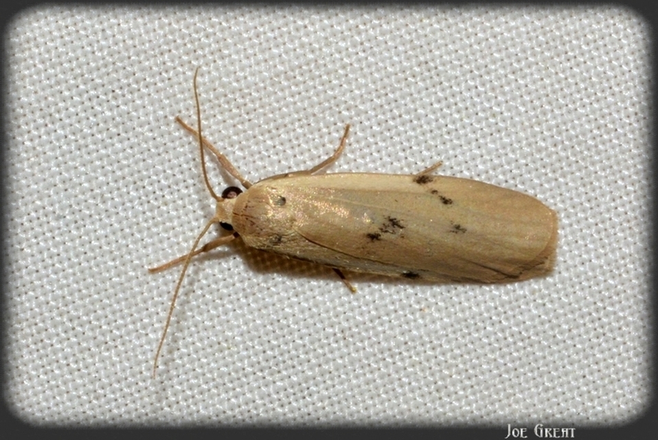 Pelosia muscerda - hamvas zuzmószövő