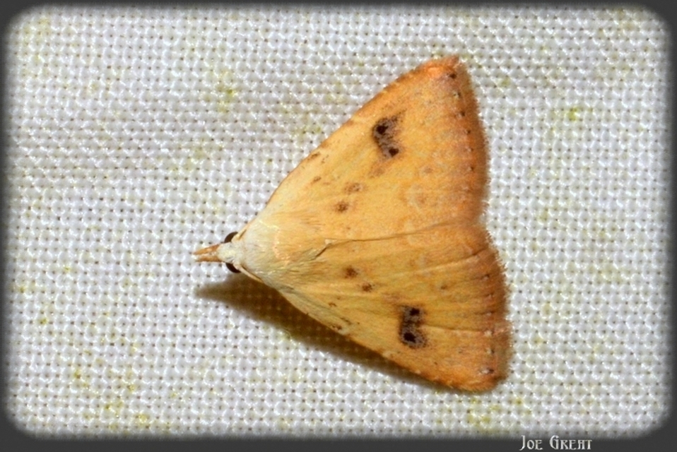 Rivula sericealis - selymes lórombagoly