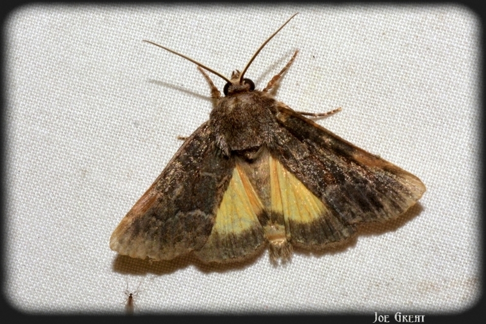 Thalpophila matura - fakó erdeibagoly